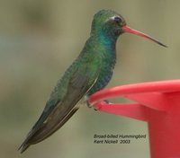 Broad-billed Hummingbird - Cynanthus latirostris