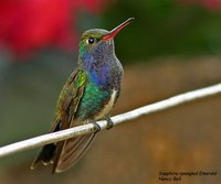 Sapphire-spangled Emerald - Polyerata lactea