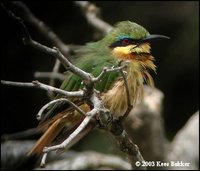 Little Bee-eater - Merops pusillus