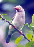 Brown-headed Barbet - Megalaima zeylanica