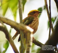 Fiery-capped Manakin - Machaeropterus pyrocephalus