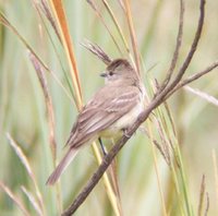 Southern Scrub-Flycatcher - Sublegatus modestus