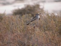 Salinas Monjita - Xolmis salinarum