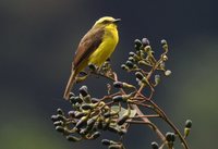 Lemon-browed Flycatcher - Conopias cinchoneti