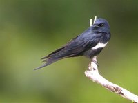 White-banded Swallow - Atticora fasciata