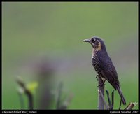 Chestnut-bellied Rock-Thrush - Monticola rufiventris