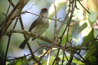 Rufous-crowned Babbler - Malacopteron magnum