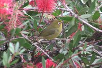 Cape White-eye - Zosterops pallidus