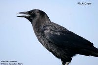 Fish Crow - Corvus ossifragus