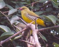 Green Avadavat - Sporaeginthus formosus