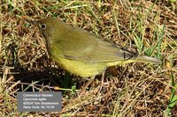 Connecticut Warbler - Oporornis agilis