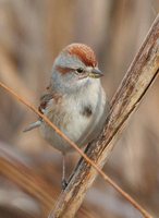 American Tree Sparrow - Spizella arborea