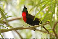 Scarlet-chested Sunbird (Chalcomitra senegalensis)