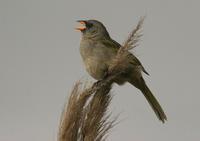 Great Pampas Finch