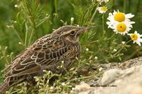 Long-tailed Meadowlark: juvenile