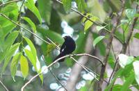 Fulvous-crested Tanager