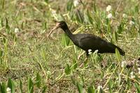 Bare-faced  ibis   -   Phimosus  infuscatus   -   Ibis  fosco