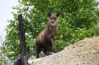 japanese serow