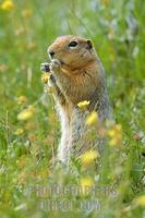 Arctic Ground Squirrel ( Spermophilus parryii ) feeding on , Denali National Park , Alaska , USA...