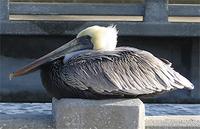 Brown Pelican - Pelecanus occidentalis