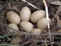 Pacific Black Duck nest