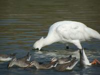 Black-faced Spoonbill