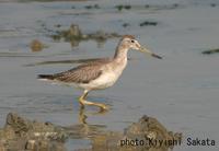 Nordmann's               greenshank, Tringa guttifer