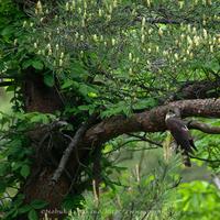 Hodgson's Hawk-Cuckoo - Cuculus fugax