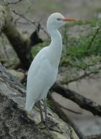 Cattle Egret p.20