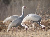 White-naped Crane Grus vipeo 재두루미