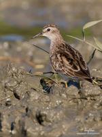 Long-toed Stint Calidris subminuta