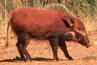 Bush Pig