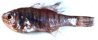 열동가리돔 Apogon lineatus (Temminck et Schlegel)