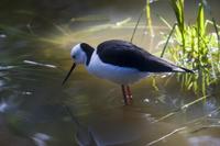 Black Wing Stilt 0018.jpg