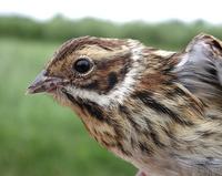 Reed Bunting (Emberiza schoeniclus)