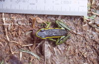 : Ameerega trivittata