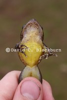 : Astylosternus perreti