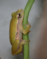 : Hyperolius kivuensis; Kivu Reed Frog