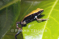 : Mantella betsileo