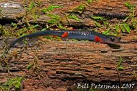 : Plethodon shermani; Red-legged Salamander