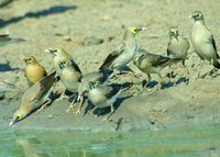 : Creatophora cinerea; Wattled Starling