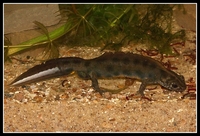 : Triturus carnifex