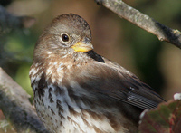: Passerella iliaca townsendi; Sooty Fox Sparrow