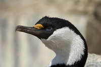 : Phalacrocorax bransfieldensis; Antarctic Blue Eyed Shag