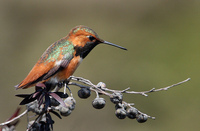 : Selasphorus sasin; Allen's Hummingbird