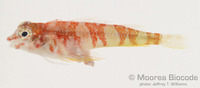 : Enneapterygius hemimelas