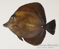 : Zebrasoma scopas