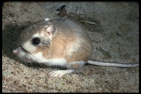 : Dipodomys sp.; Kangaroo Rat