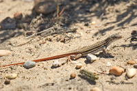 : Acanthodactylus erythrurus; Spiny-footed Lizard