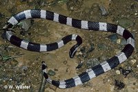 : Bungarus fasciatus; Banded Krait